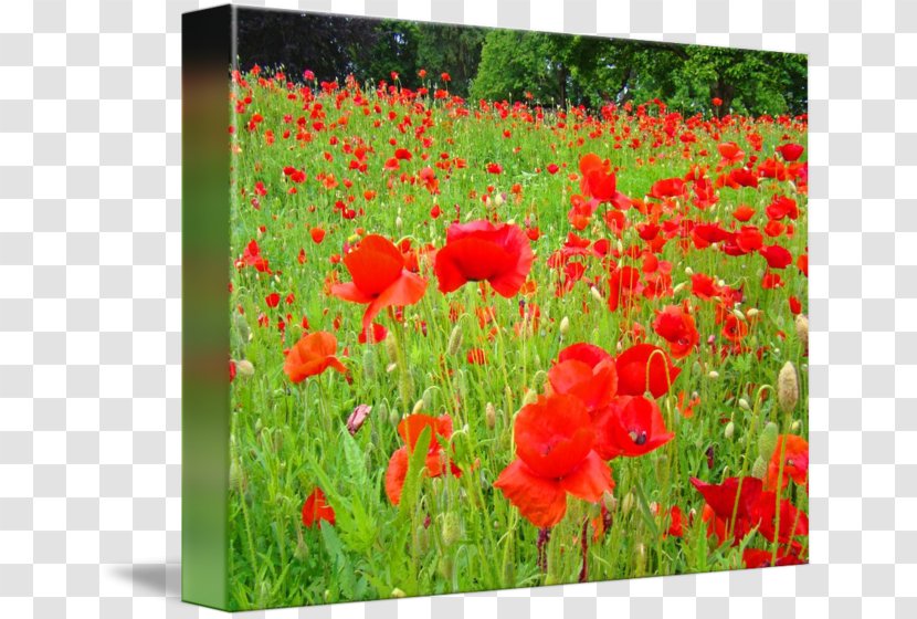 Poppy Flowering Plant Ecosystem Meadow - Red Poppies Transparent PNG
