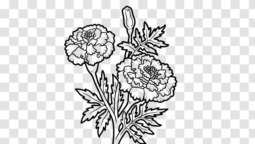 Mexican Marigold Drawing - Visual Arts - Flower Transparent PNG