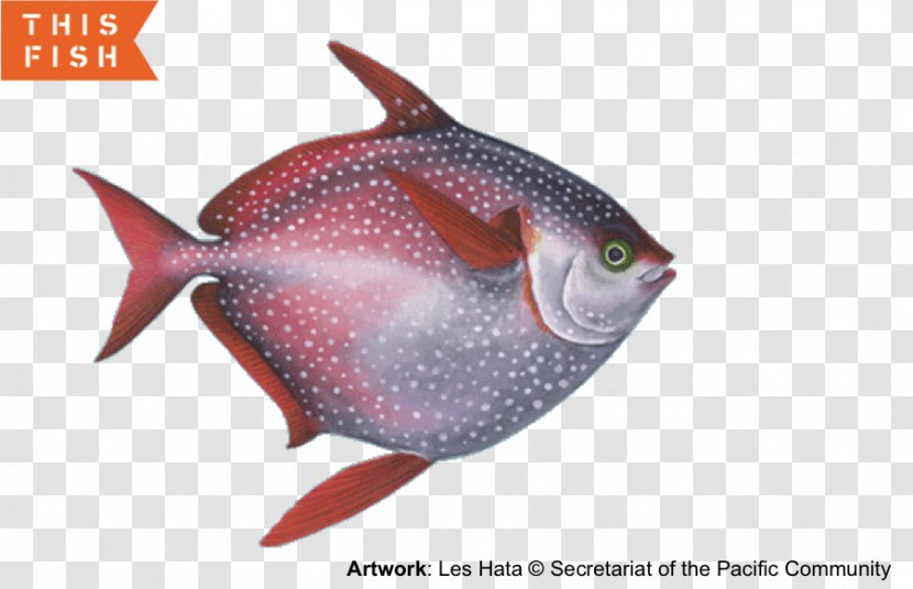 Mackerel Scad Tuna Fish Lampris Guttatus - Opah Transparent PNG