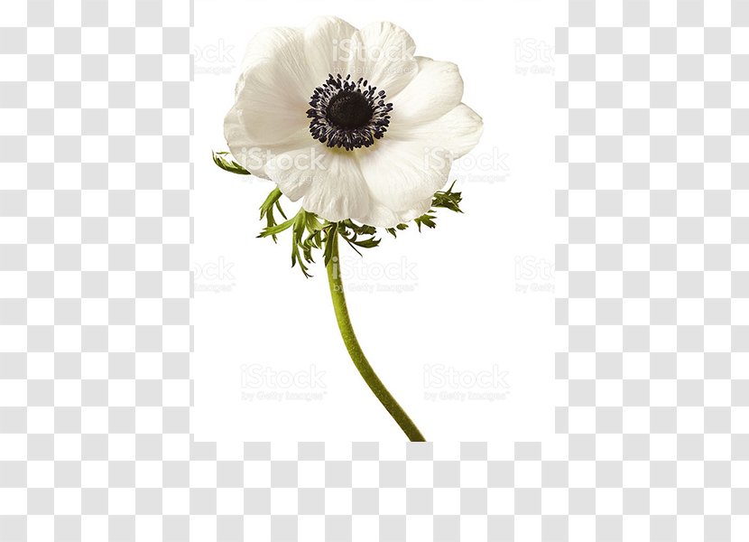Flower Bouquet Wood Anemone Stock Photography Transparent PNG
