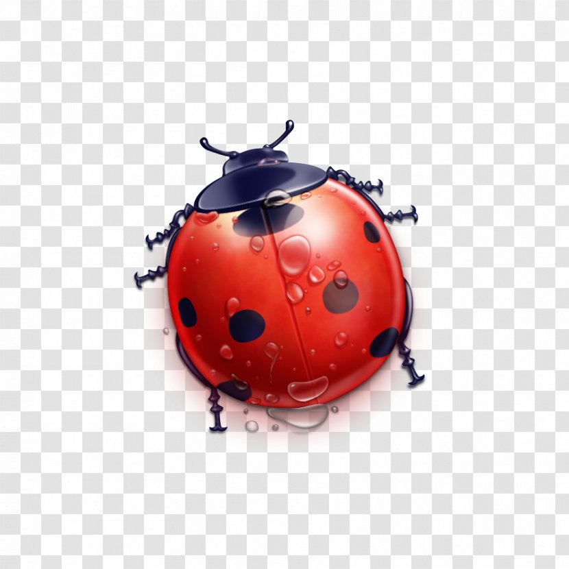 Ladybug - Invertebrate - Computer Graphics Transparent PNG