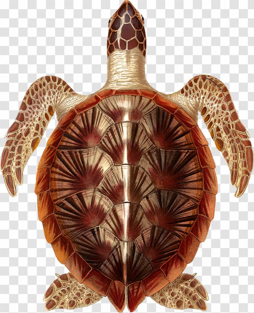 Box Turtles Tortoise Sea Turtle Clip Art - Kemps Ridley - Silhouette Transparent PNG