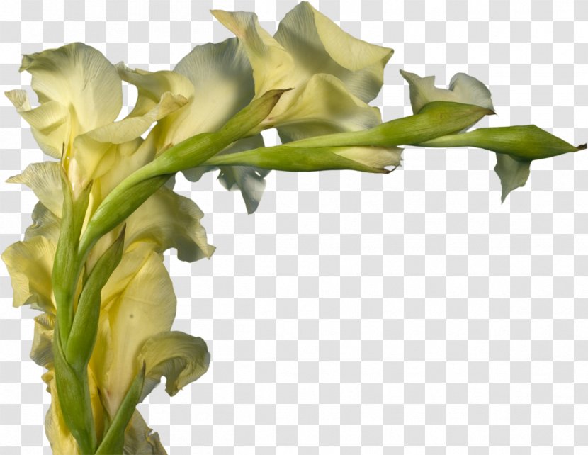 Gladiolus Cut Flowers Plant Stem Swing Transparent PNG