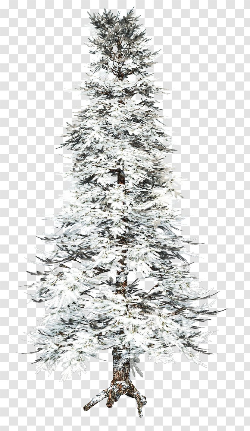 Tree Winter - Fir Transparent PNG