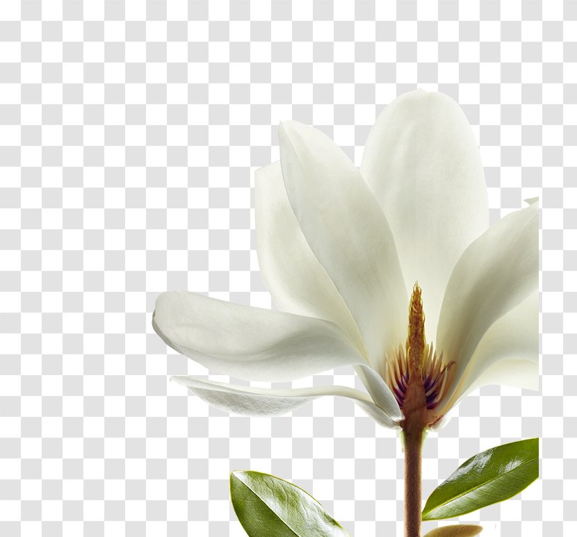 Magnolia Shampoo Perfume Hair Wax - Nobility Transparent PNG