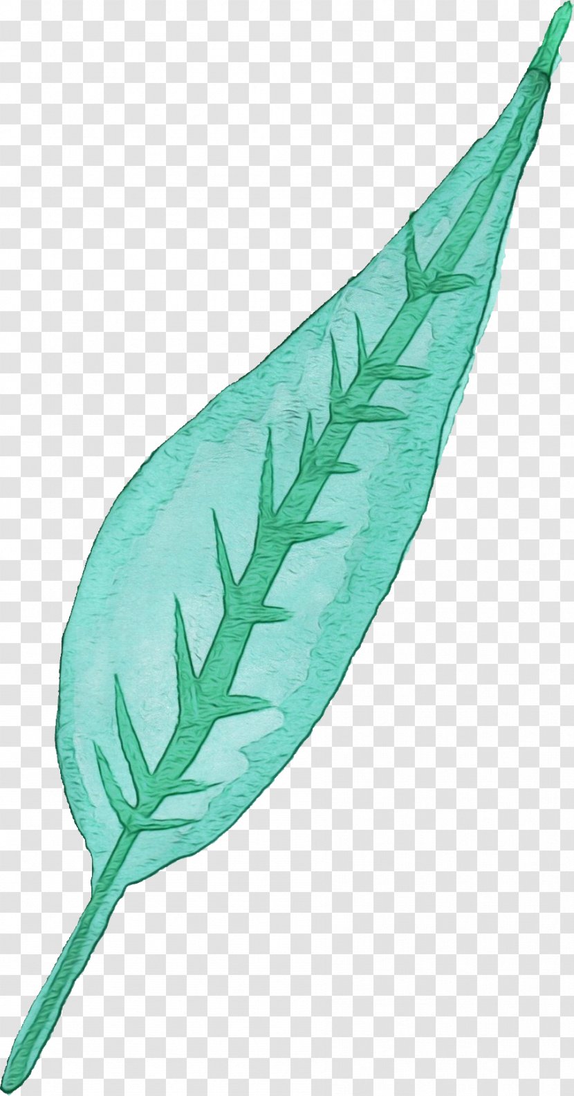 Feather - Quill - Fern Transparent PNG