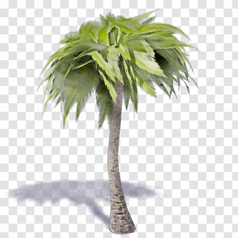 Palm Tree - Borassus Flabellifer Coconut Transparent PNG