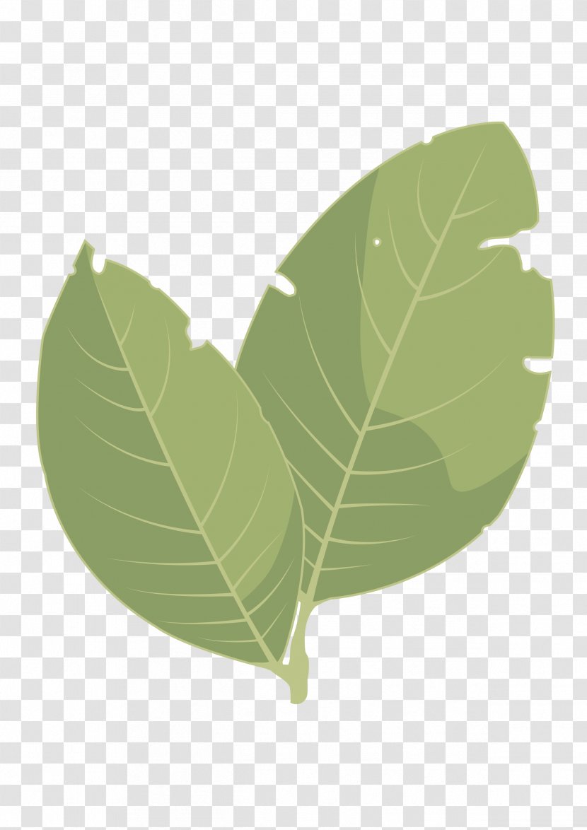 Leaf Information And Communications Technology Strawberry Tree Pistacia Lentiscus Plant Stem - Area - Laurel Transparent PNG