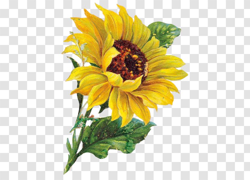 Watercolor Painting Common Sunflower Floral Design Transparent PNG