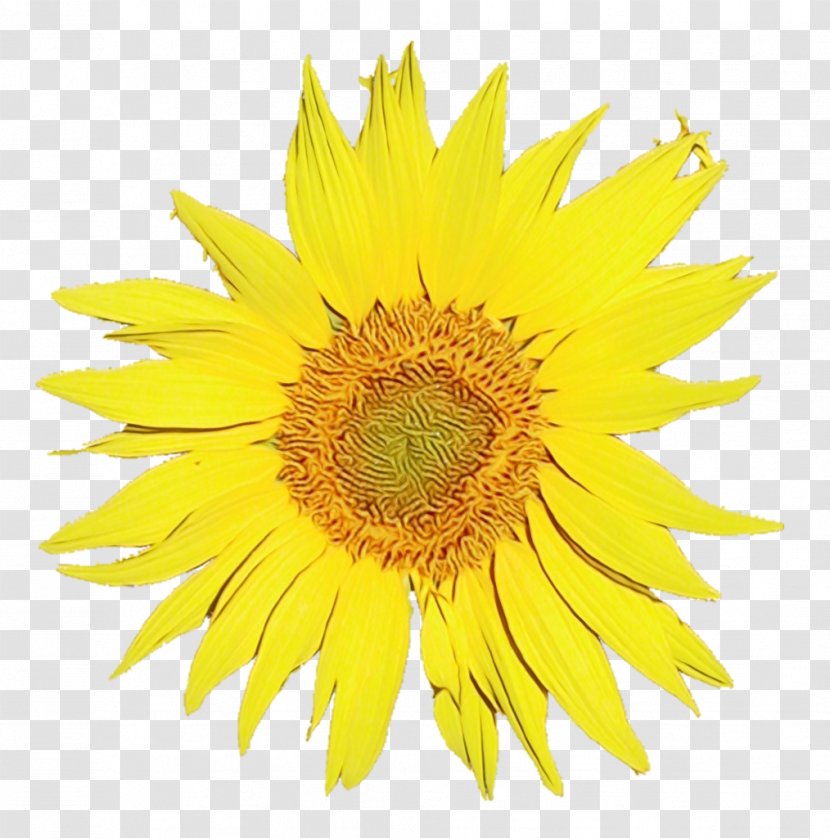 Sunflower - Wet Ink - Daisy Family Asterales Transparent PNG