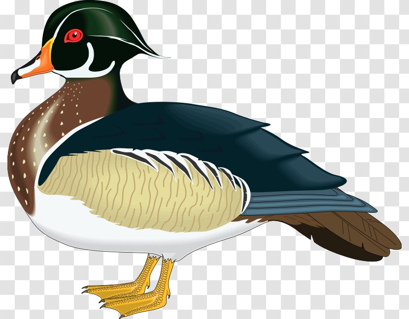 Wood Duck Mandarin Mallard Clip Art - Aix - Bird Vector Transparent PNG