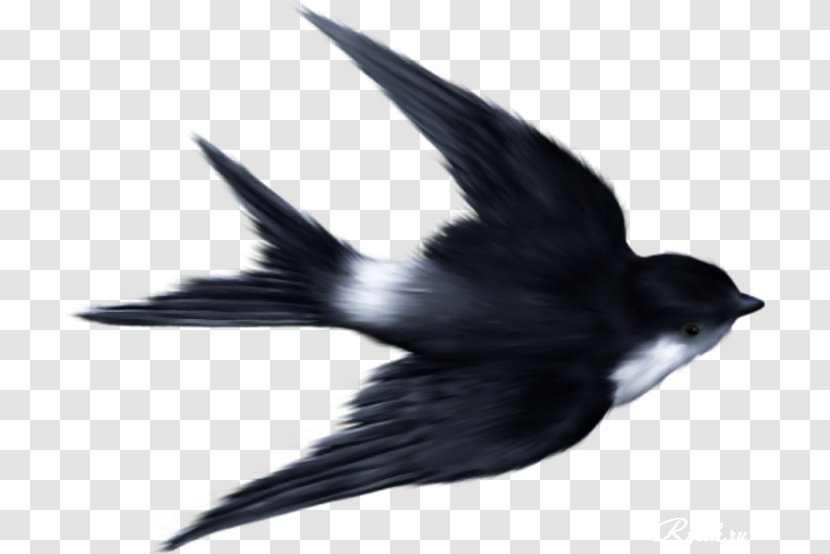 Bird Mallard Clip Art - Lossless Compression Transparent PNG