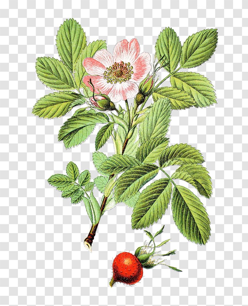 Rosa Villosa Rubiginosa Beach Rose - Strawberry - Herbal Hand Painted Transparent PNG