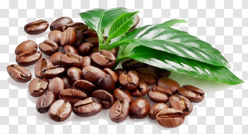 Coffee Bean Espresso Jamaican Blue Mountain Cafe - Plant Transparent PNG