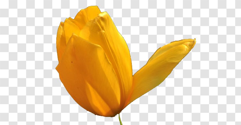 Tulip Flower - Petal - Beautiful Orange Tulips Image Transparent PNG