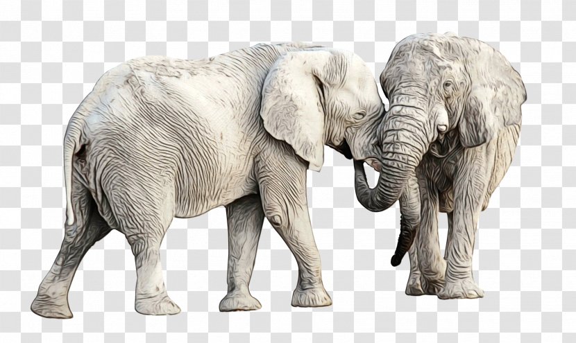 Farrow & Ball Indian Elephant Hamburg - Organism - Elephants And Mammoths Transparent PNG