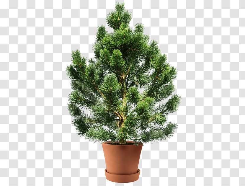 Conifers White Fir Spruce Clip Art Tree - Pine - Cedrus Business Transparent PNG
