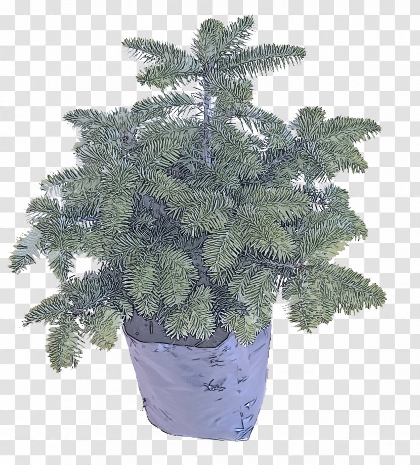 Yellow Fir Colorado Spruce Canadian Plant White Pine - Oregon - Flowerpot Transparent PNG