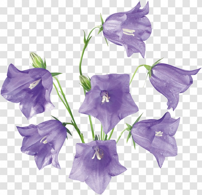 Bellflowers Clip Art Drawing - Lilac - Flower Transparent PNG