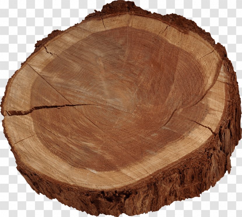 Insect Tree Wood Trunk Hotel Transparent PNG