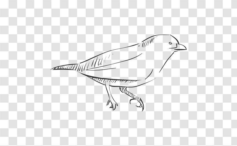 Bird Drawing Thrush - Wing - Hand Drawn Transparent PNG