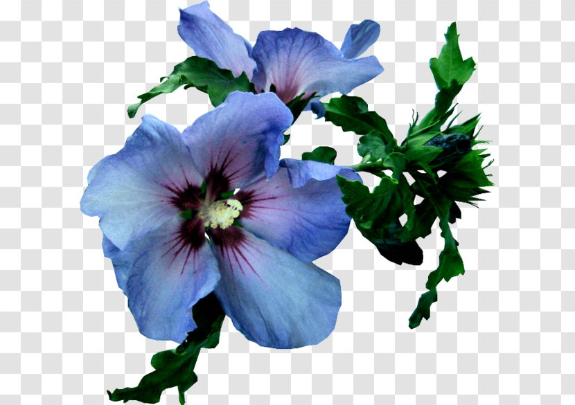 Blue Euclidean Vector - Plant - BLUELOVER (Flowers) Transparent PNG