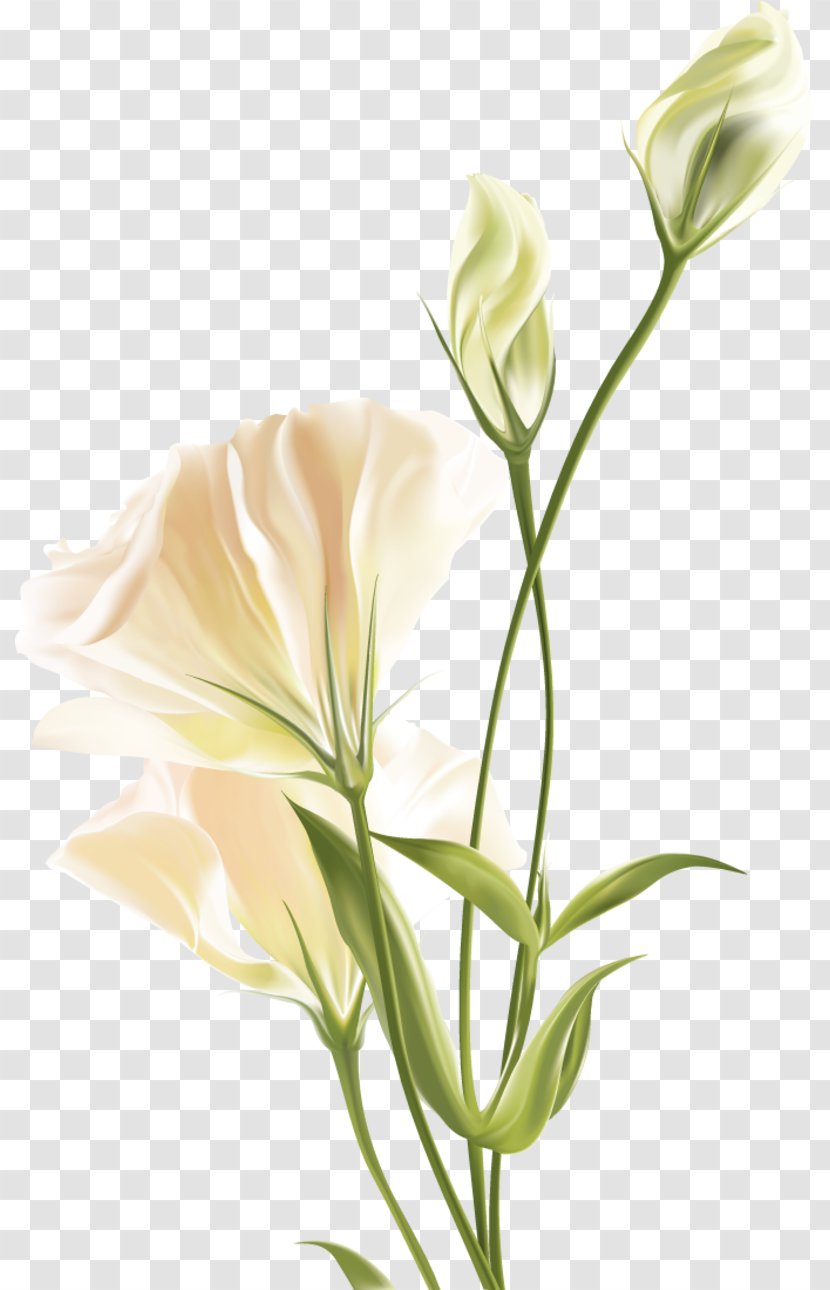 Flower Floral Design - Cut Flowers Transparent PNG