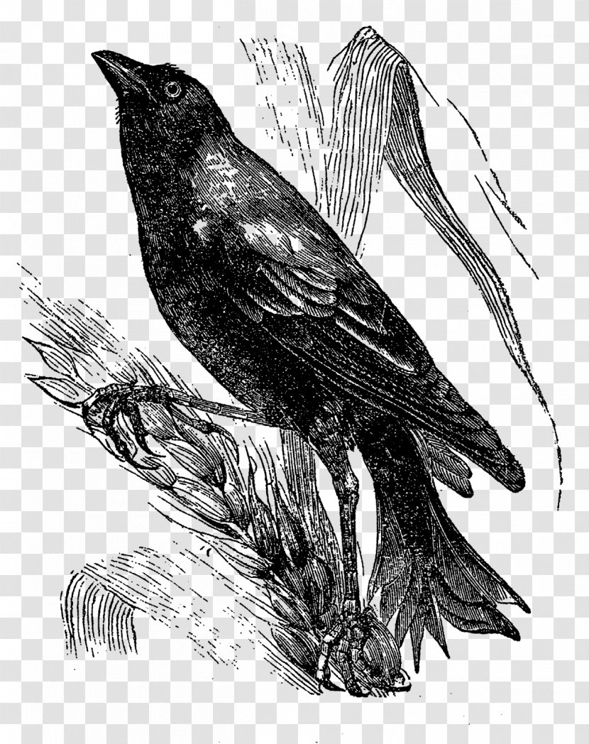 American Crow Drawing Art Bird - Songbird - Perched Raven Overlay Transparent PNG