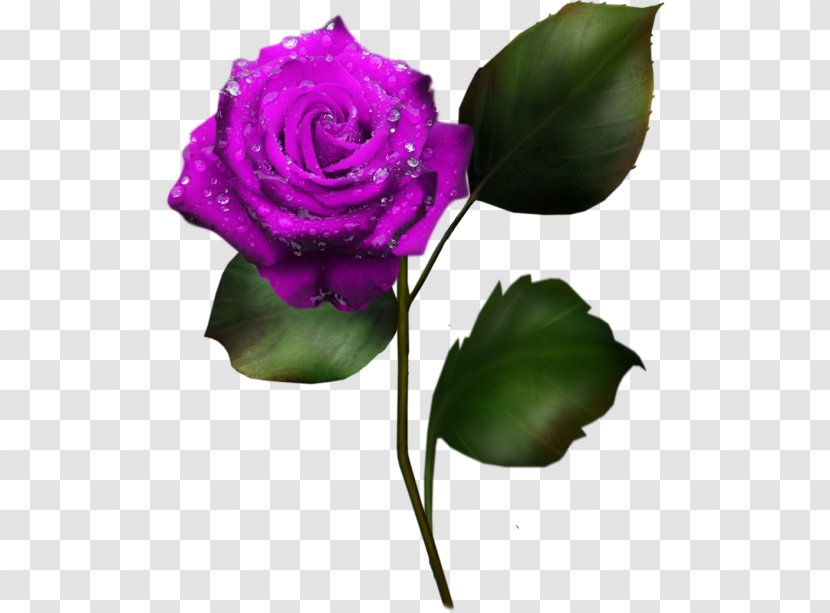 Garden Roses Cabbage Rose Cut Flowers Character Structure Plant - Purple Transparent PNG