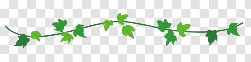 Spring Line - Leaf - Ivy Line.Others Transparent PNG