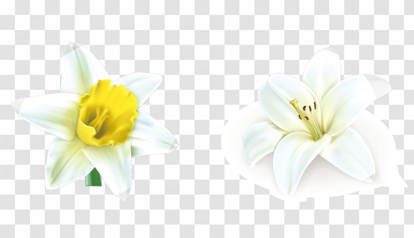 Lilium Candidum Cut Flowers - Vector White Lily Material Transparent PNG