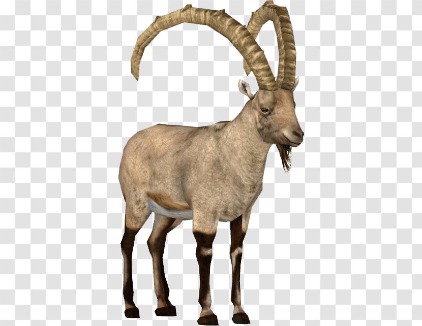 Goat Argali Barbary Sheep Alpine Ibex - Goats Transparent PNG