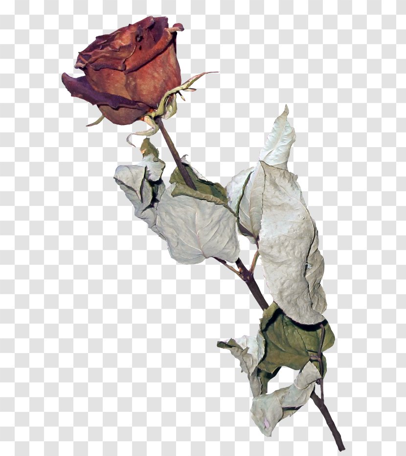 Garden Roses Herbarium Flower - Rose Transparent PNG