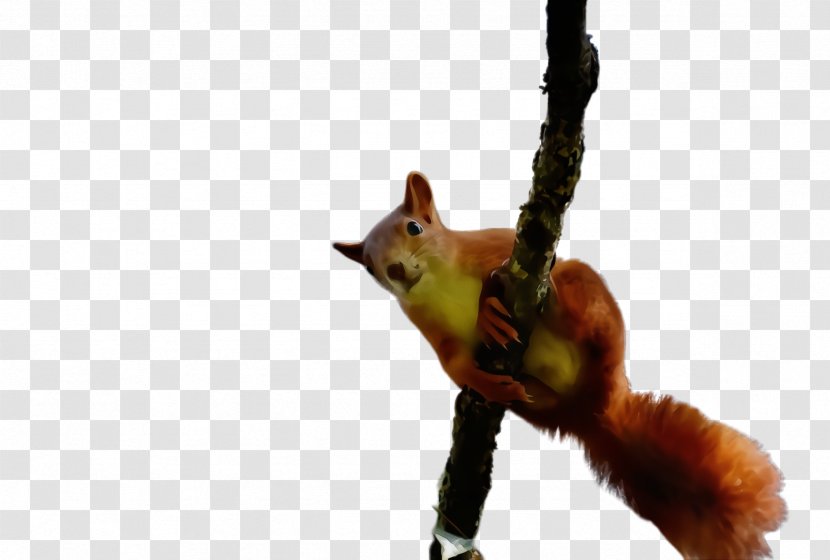 Squirrel Eurasian Red Tail Transparent PNG
