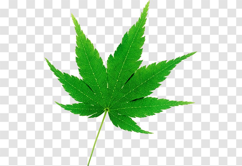 Cannabis Japanese Maple Hemp Drawing Autumn Leaf Color - Photography Transparent PNG