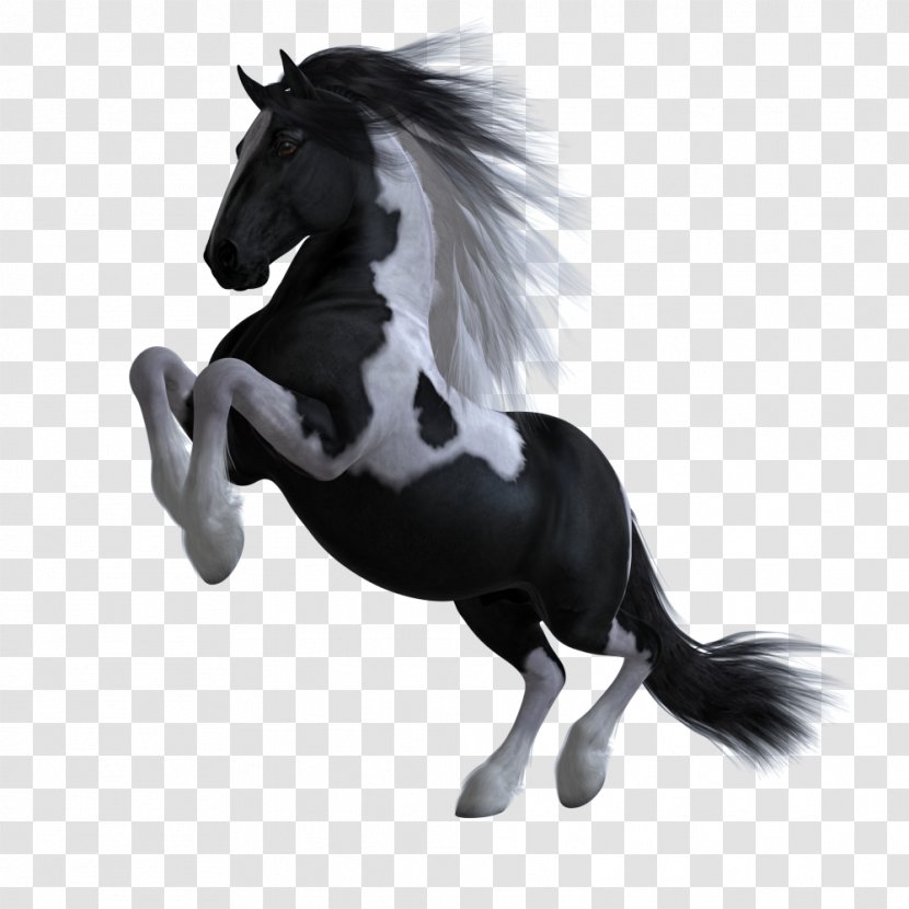 Mane Stallion Pony Mustang Mare - Animal Figure Transparent PNG