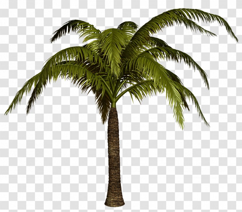 Palm Trees Clip Art Psd Drawing - Dypsis Decaryi - Coconut Transparent PNG