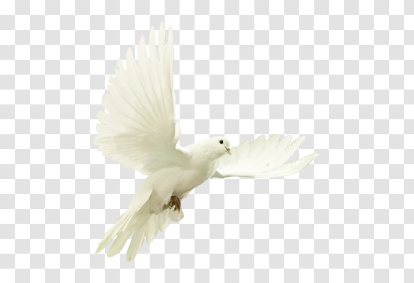 Feather - Pigeons And Doves - Tail Cockatoo Transparent PNG