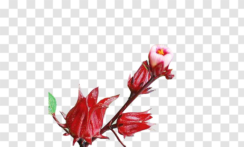 Roselle Flowers - Flower Picture Material Transparent PNG