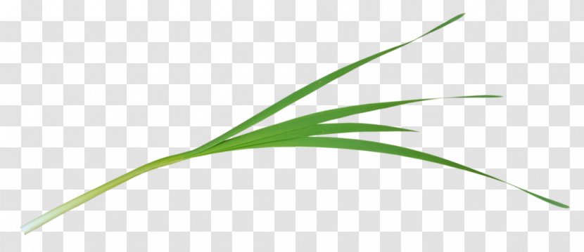 Leaf Green Grasses Plant Stem Transparent PNG