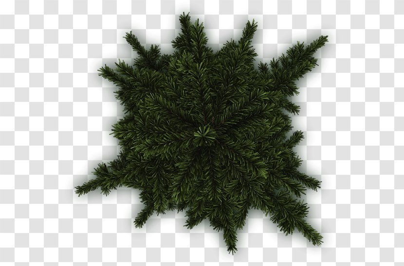 Spruce Pine Fir Evergreen Tree - Grass Transparent PNG