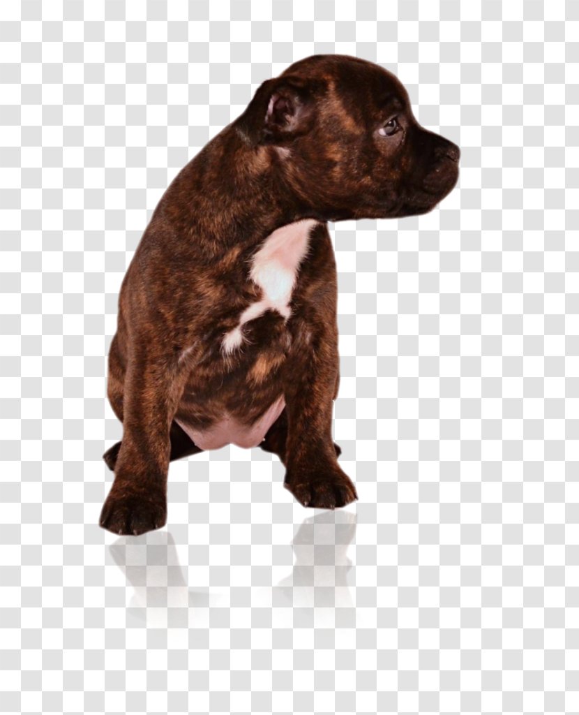 Dog Breed American Pit Bull Terrier Staffordshire Puppy Transparent PNG