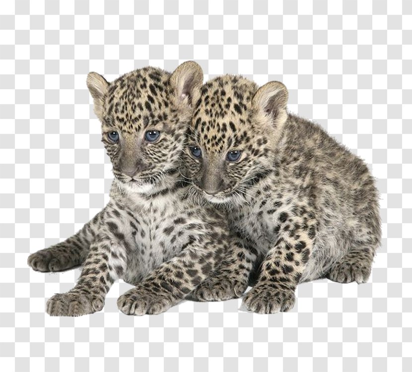 Leopard Felidae Tiger Transparent PNG