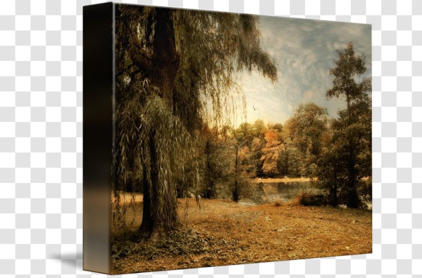 Painting Tree Art Weeping Willow Photography - Picture Frames Transparent PNG