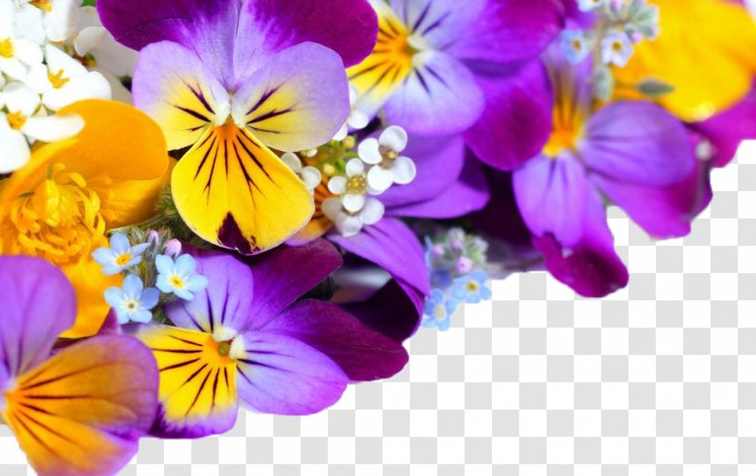 Flower Violet High-definition Television Pansy Wallpaper - Wildflower - Purple Orchid Transparent PNG
