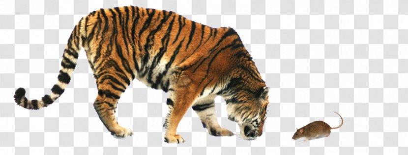 Tiger My Love Stock Photography - Cat Like Mammal - David And Goliath Transparent PNG