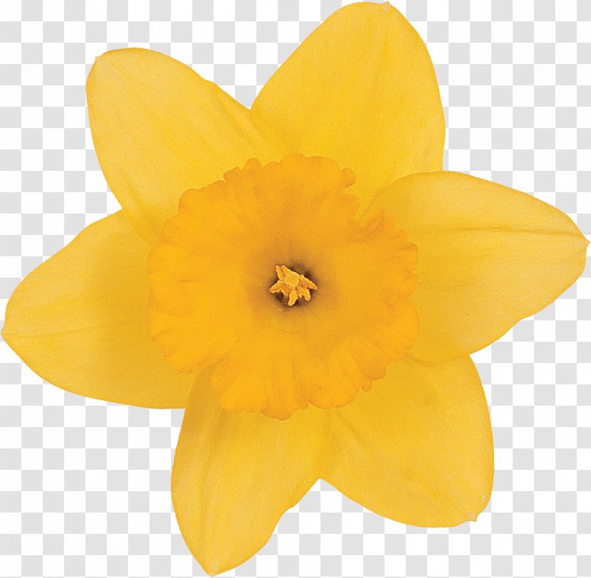 Narcissus - Flowering Plant - Beautiful Transparent PNG