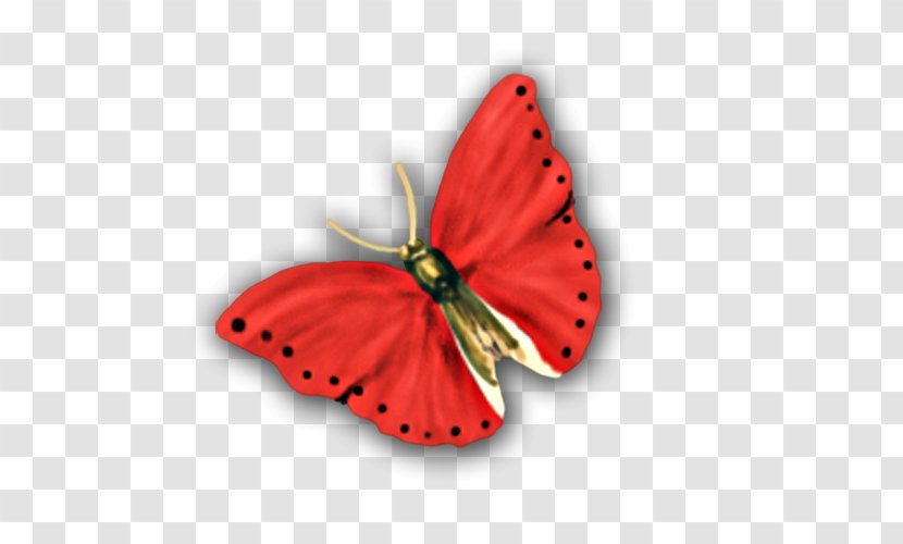 Butterfly Nymphalidae Clip Art - Red Transparent PNG