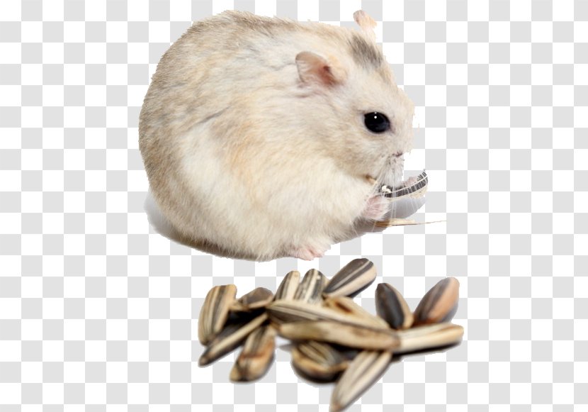 Gerbil Hamster Rat Kuaci Muroidea - Melon Seeds Transparent PNG