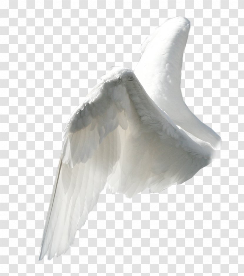 Angel Wing Clip Art - Animation Transparent PNG